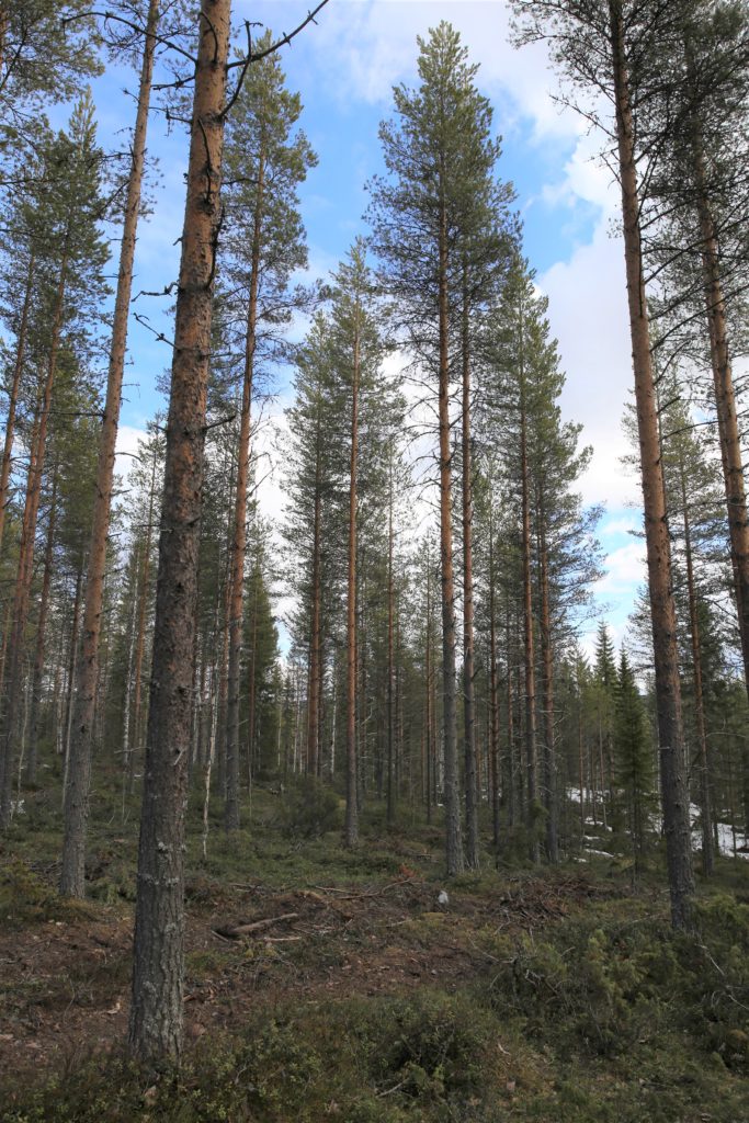 Harvennettu metsä tuottaa tuloja ja säilyttää arvonsa.