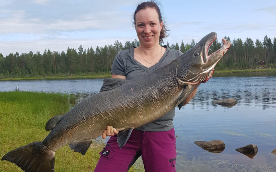 Metsätilavälitystoimintamme laajenee – Kiramo Oy ja Metsät Kuntoon LKV yhteistyöhön