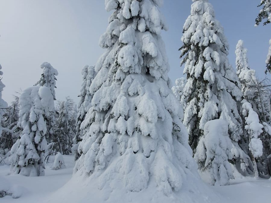Ajankohtaista metsässäsi  Osa 1 – Lumituhojen tarkistus