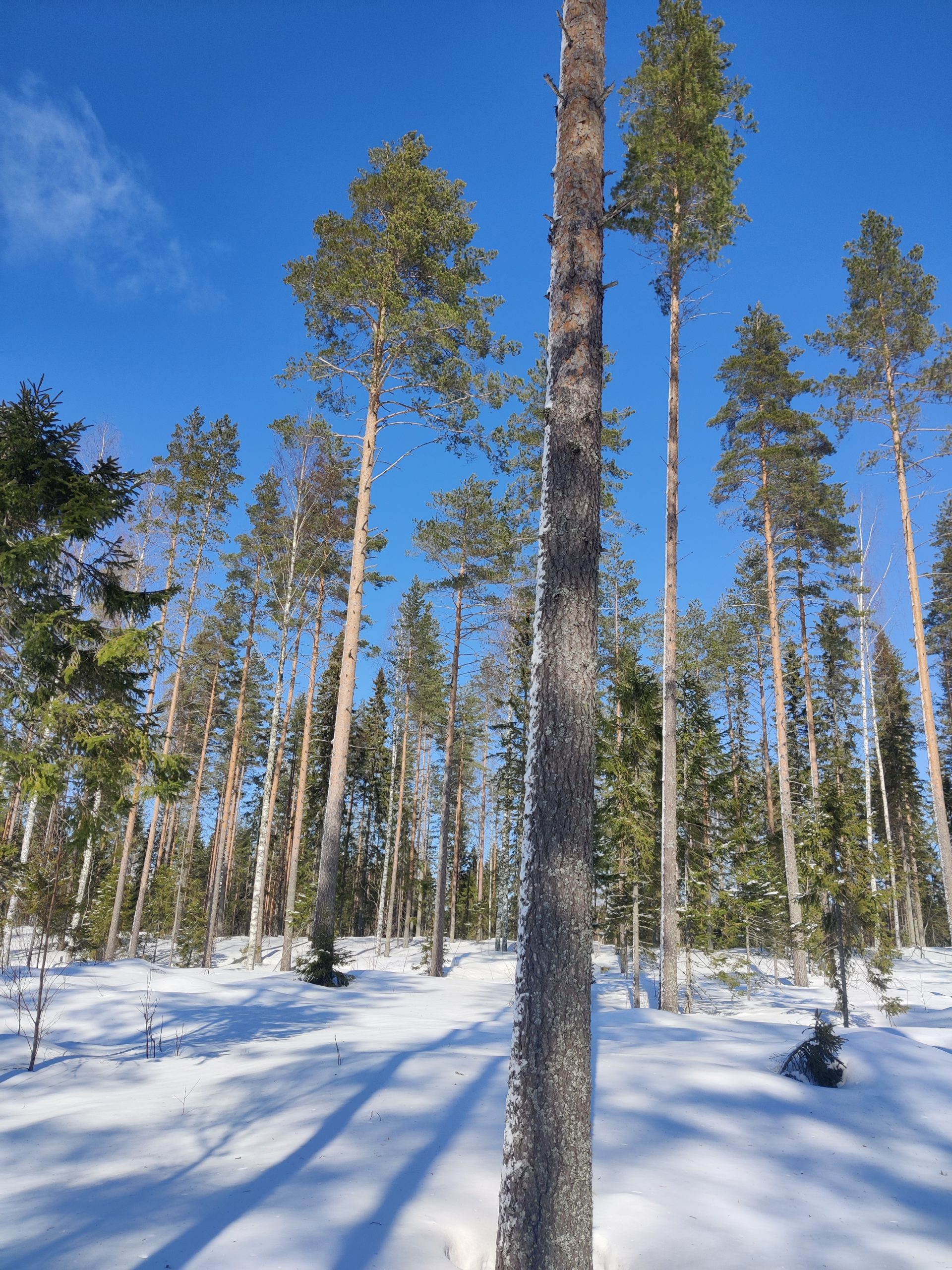 Mitkä ovat metsätaitokilpailut? - Suomen Metsät kuntoon Oy