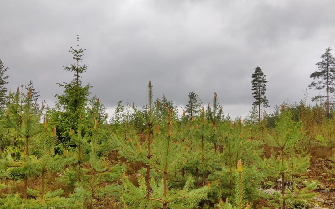Mitkä tekijät vaikuttavat metsän taloudelliseen arvoon ?