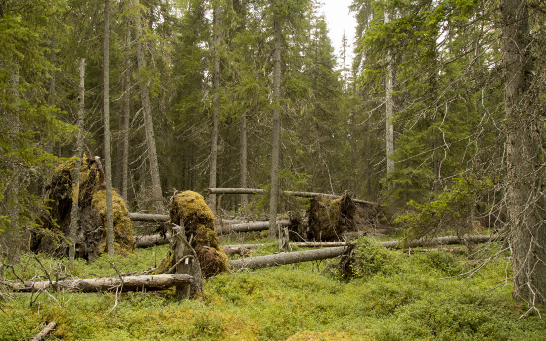 Metsien terveys ja tuholaistorjunta kesällä: Muista poistaa kaatunut puutavara metsästä