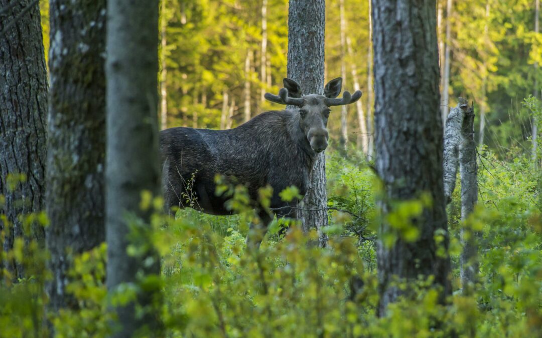 Hirvi ja metsätalous