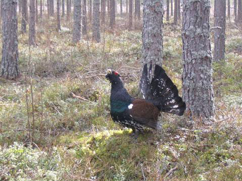 Riista ja metsätalous