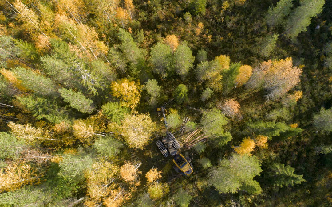 Metsänhoidon perusteet